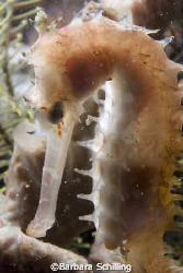 X-rayed Seahorse in Lembeh Strait by Barbara Schilling 